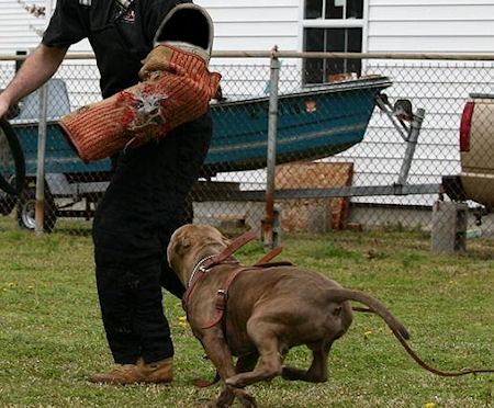 Dog Training bite sleeve for Bulldog training - Click Image to Close