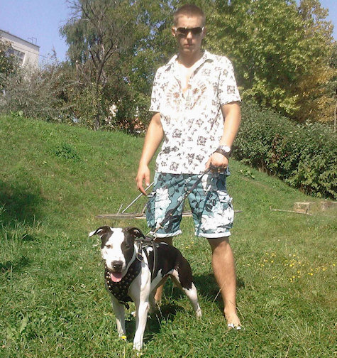 Exclusive Design Studded Leather Harness for American Bulldog