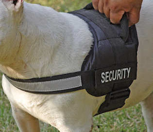 Security Bull dog harness forValley Bulldo tracking, patrol work