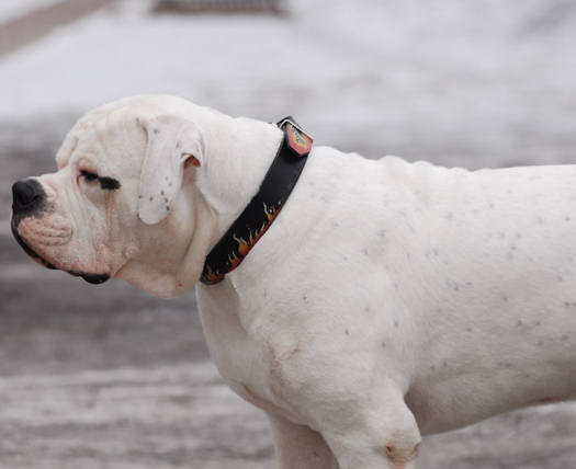 Painted leather dog collar sales