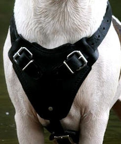 Victorian BULLDOG Harness,Leather dog harness,Padded Harness