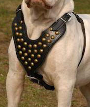 Victorian Bulldog Custom Leather Dog Harness with studds