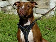 BullyPit Walking Dog Harness