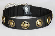 Nylon Dog collar with silver conchos