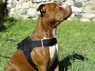 Nylon harness with handle for tracking,walking,training bullyPit