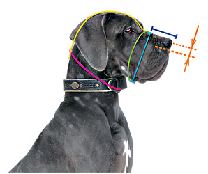 How tonmeasure your Bulldog