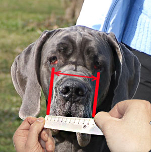 How to measure your Bulldog