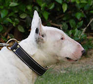 Royal Nappa Padded Hand Made Leather Dog Collar- C443