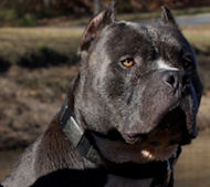 Bulldog DOG COLLAR - handmade black and brown leather dog collar