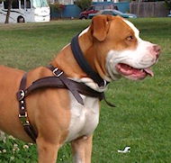 Bulldog leather dog harness for tracking,pulling walking