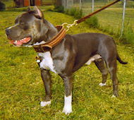 Best leather handmade leather dog collar for Bulldog