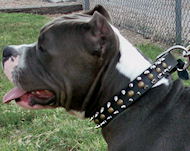 Bulldog with Spiked Studded Dog Collar- collar with studs,spikes