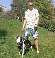 Exclusive Design Studded Leather Harness for American Bulldog