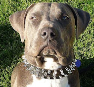 Leather Spiked Dog Collar -3 Rows Spiked Dog Collar for Bulldogs