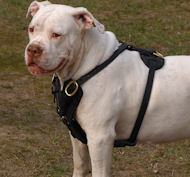 Handcrafted Custom Leather Harness for Valley Bulldog