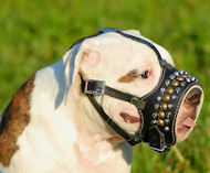 Leather Dog Muzzle for Vic. Bulldogs-Hand Made Leather Muzzle