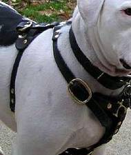 Walking Dog Harness for Victorian Bulldog