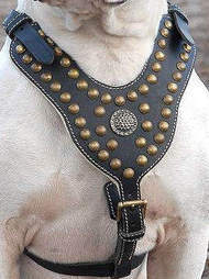 Victorian Bulldog Harnesses for EveryDay
