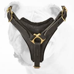 Elegant Tracking and Walking Leather Bulldog Harness with a Padded Chest Plate