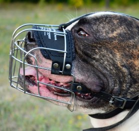 Purchasing the Right Muzzle for your Dog